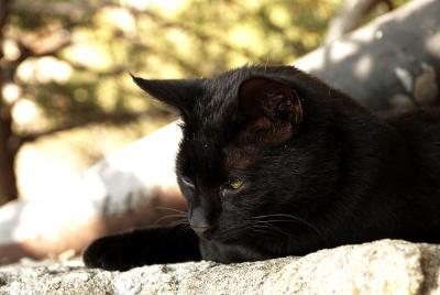 Прикрепленное изображение: cat_0023.jpg